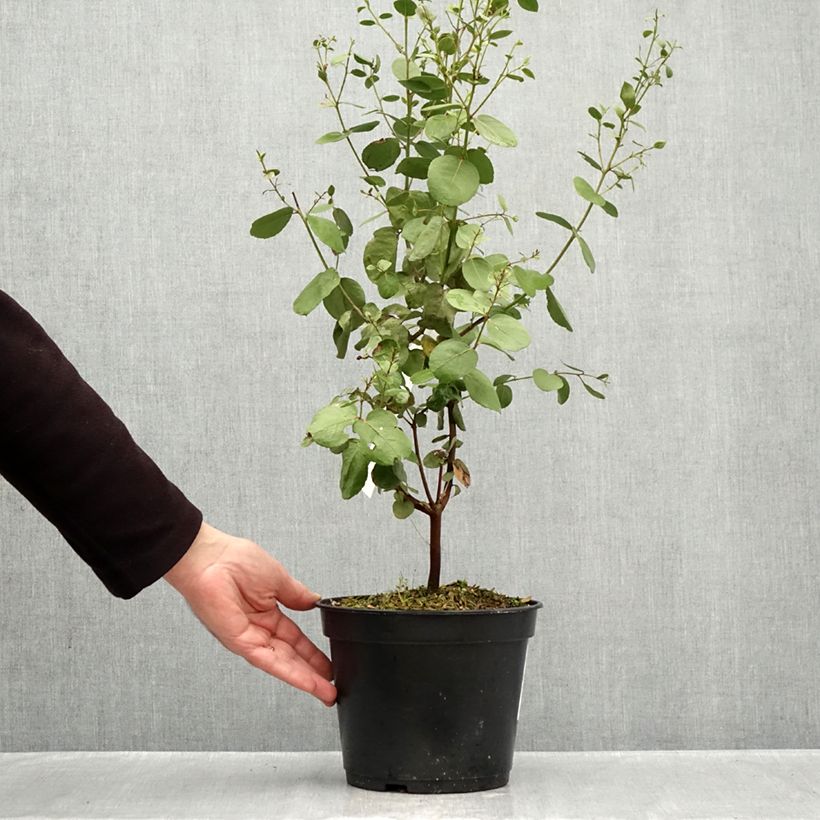 Esimerkki syksyllä toimitetusta Hopeaeukalyptus - Eucalyptus johnstonii 4 litran/5 litran ruukku-taimesta