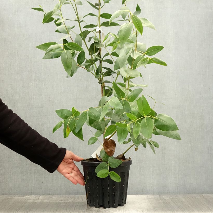 Esimerkki syksyllä toimitetusta Hopeaeukalyptus - Eucalyptus kitsoniana 4 litran/5 litran ruukku-taimesta
