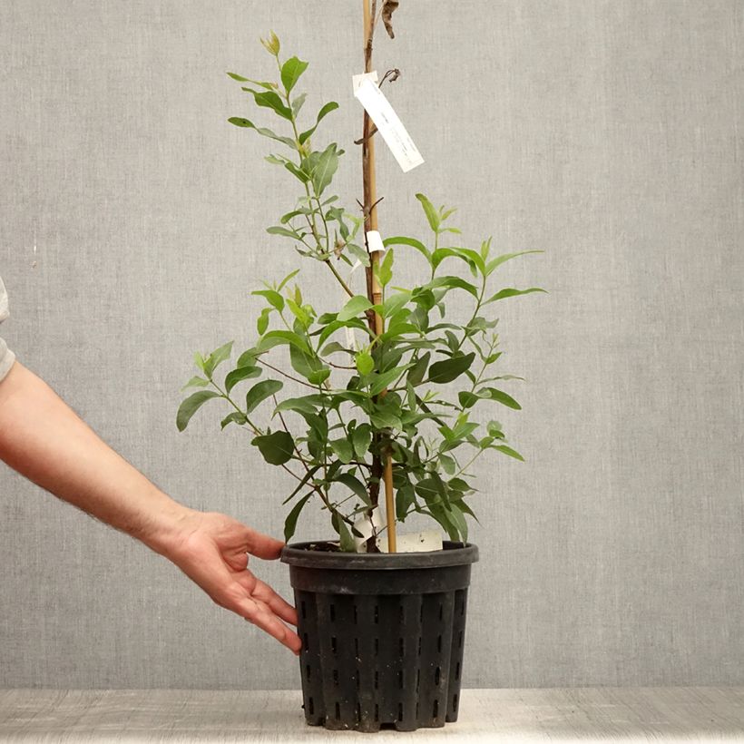 Esimerkki kesällä toimitetusta Hopeaeukalyptus - Eucalyptus kitsoniana 4 litran/5 litran ruukku-taimesta
