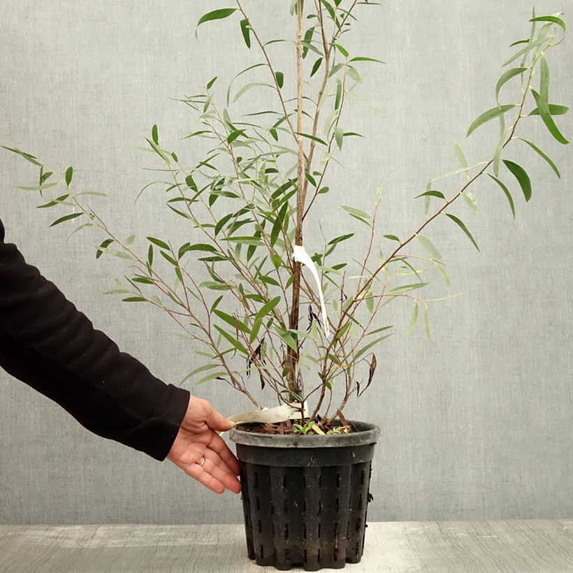 Esimerkki syksyllä toimitetusta Hopeaeukalyptus - Eucalyptus kybeanensis 4 litran/5 litran ruukku-taimesta