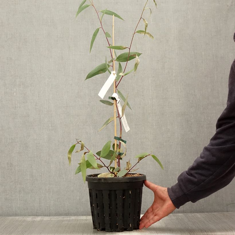 Esimerkki syksyllä toimitetusta Hopeaeukalyptus - Eucalyptus lacrimans 4 litran/5 litran ruukku-taimesta