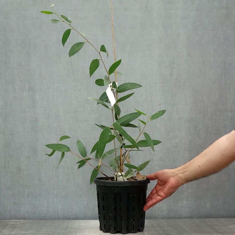 Esimerkki kesällä toimitetusta Hopeaeukalyptus - Eucalyptus lacrimans 4 litran/5 litran ruukku-taimesta