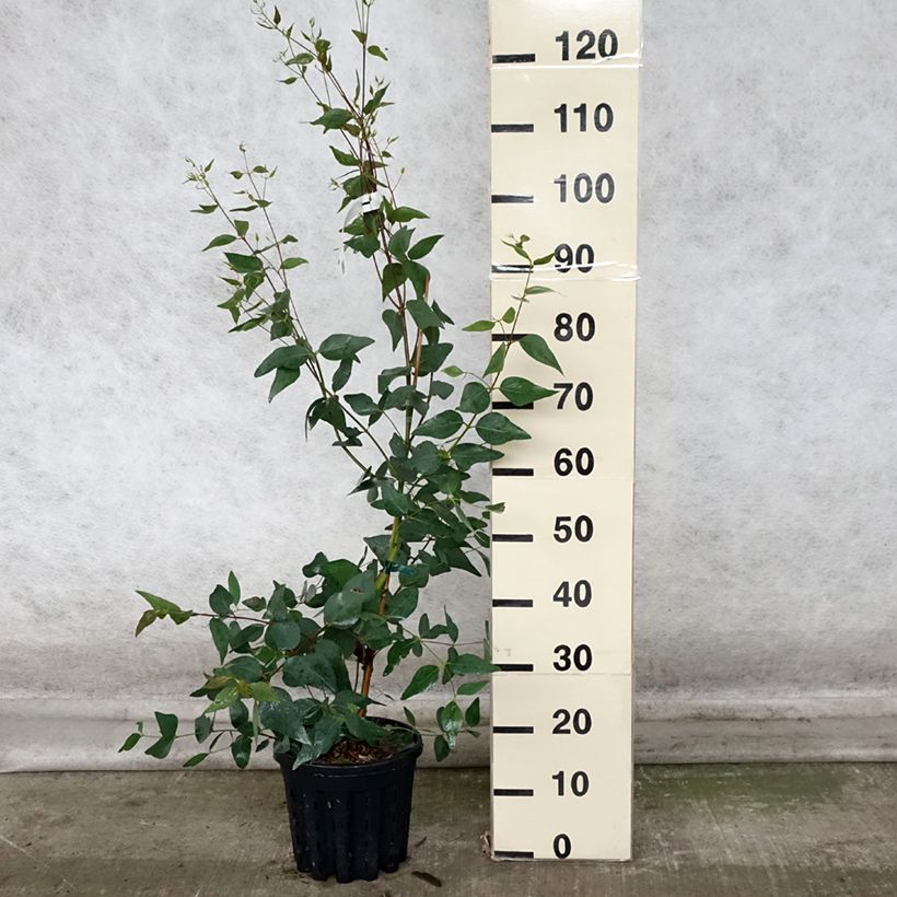 Esimerkki syksyllä toimitetusta Siroeukalyptus Rosea 4 litran/5 litran ruukku-taimesta