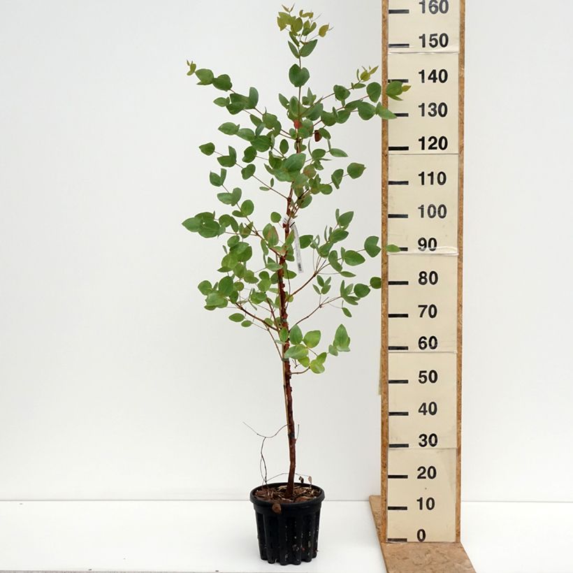 Esimerkki kesällä toimitetusta Siroeukalyptus Rosea 4 litran/5 litran ruukku-taimesta
