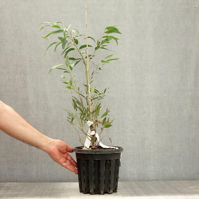 Esimerkki kesällä toimitetusta Eucalyptus mitchelliana - Gommier de Mount Buffalo Pot de 4L/5L, Pot anti-chignon-taimesta