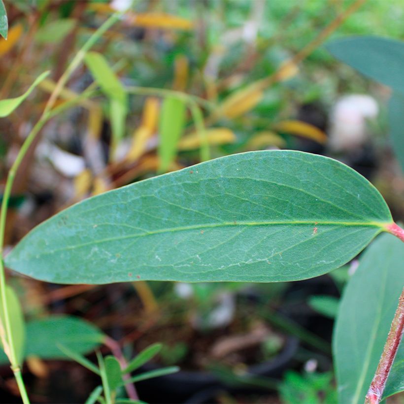 Hopeaeukalyptus - Eucalyptus mitchelliana (Lehvistö)