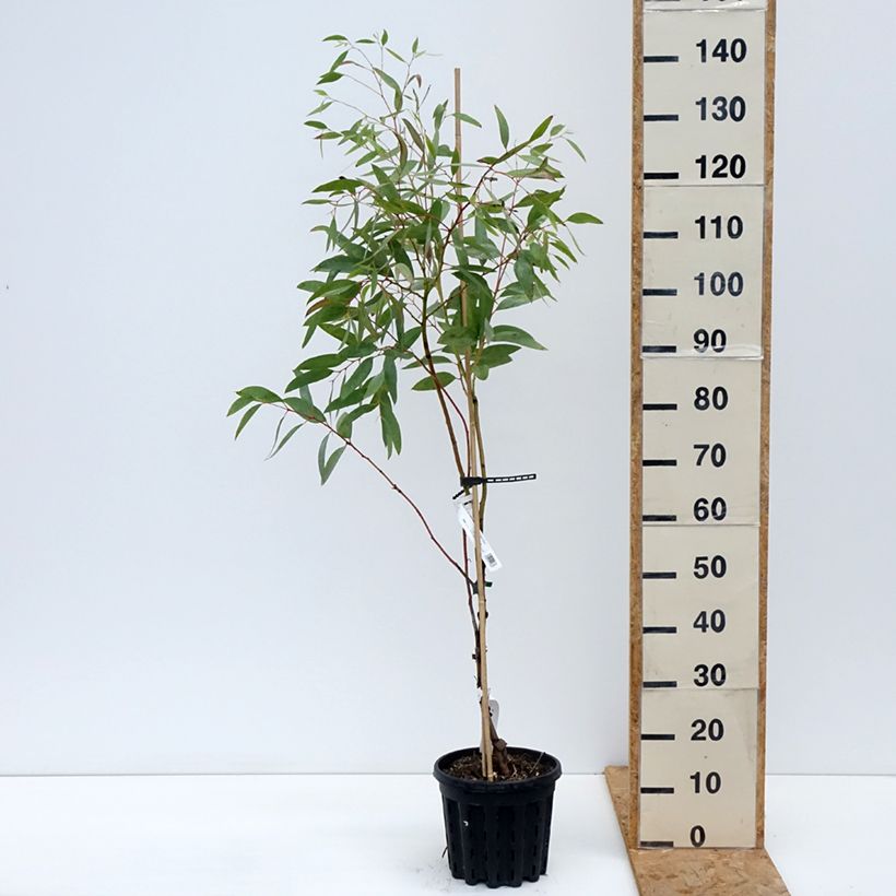 Esimerkki syksyllä toimitetusta Hopeaeukalyptus - Eucalyptus mitchelliana 4 litran/5 litran ruukku-taimesta