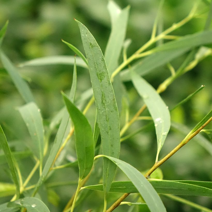 Hopeaeukalyptus - Eucalyptus moorei subsp. moorei (Lehvistö)