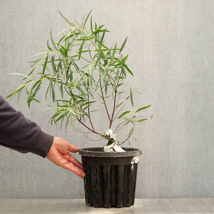 Esimerkki kesällä toimitetusta Eucalyptus moorei subsp. moorei Pot de 4L/5L, Pot anti-chignon-taimesta