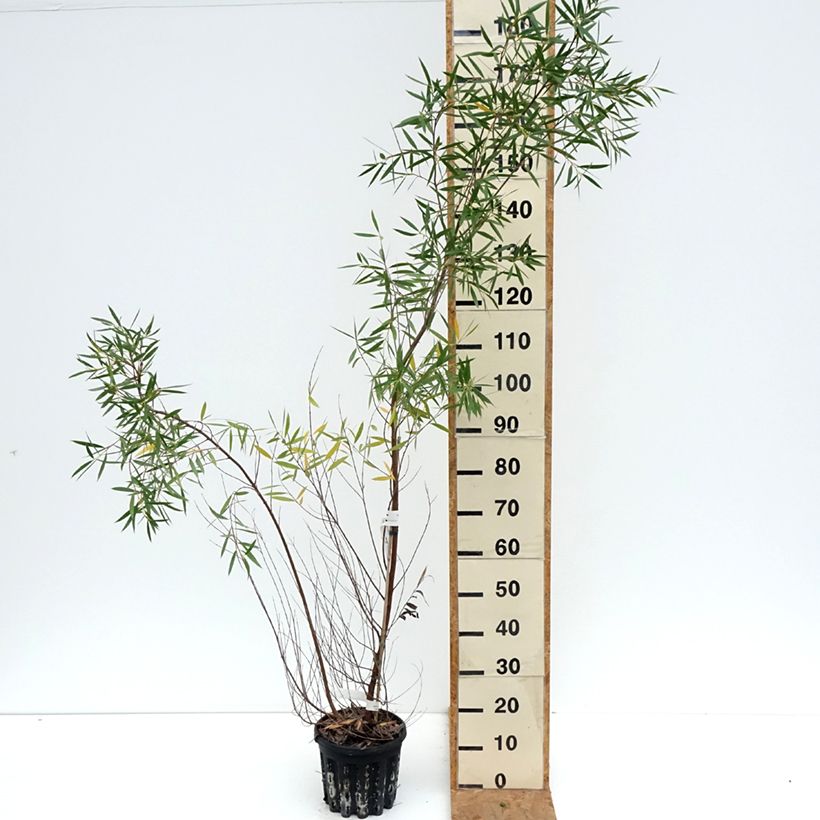Esimerkki syksyllä toimitetusta Hopeaeukalyptus - Eucalyptus moorei subsp. moorei 4 litran/5 litran ruukku-taimesta