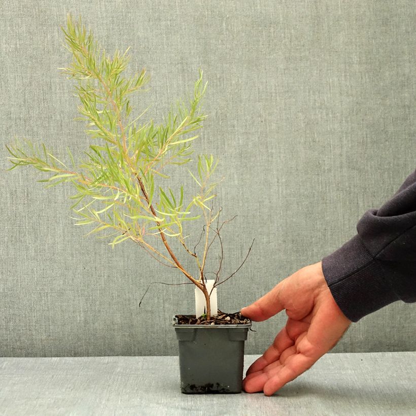 Esimerkki kesällä toimitetusta Hopeaeukalyptus - Eucalyptus nicholii 8/9 cm taimiruukku-taimesta