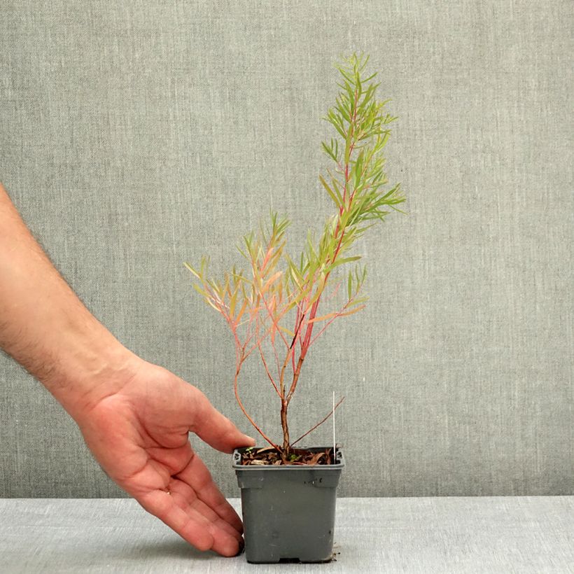 Esimerkki keväällä toimitetusta Hopeaeukalyptus - Eucalyptus nicholii 8/9 cm taimiruukku-taimesta