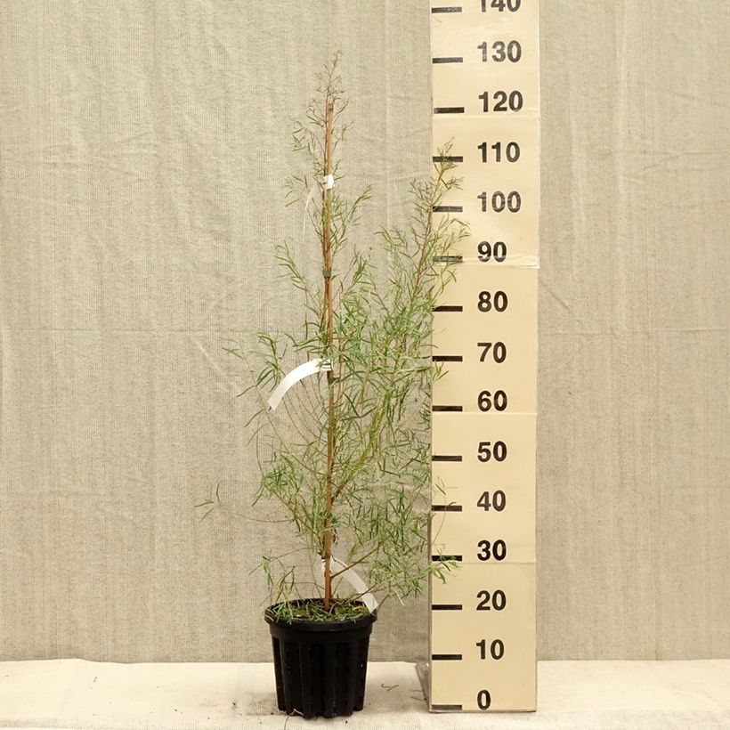 Esimerkki syksyllä toimitetusta Hopeaeukalyptus - Eucalyptus nicholii 4 litran/5 litran ruukku-taimesta