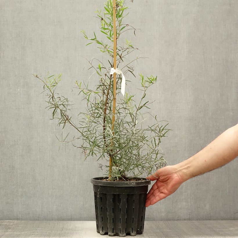 Esimerkki kesällä toimitetusta Hopeaeukalyptus - Eucalyptus nicholii 4 litran/5 litran ruukku-taimesta
