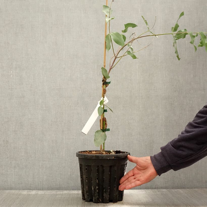 Esimerkki syksyllä toimitetusta Hopeaeukalyptus - Eucalyptus nitens 4 litran/5 litran ruukku-taimesta