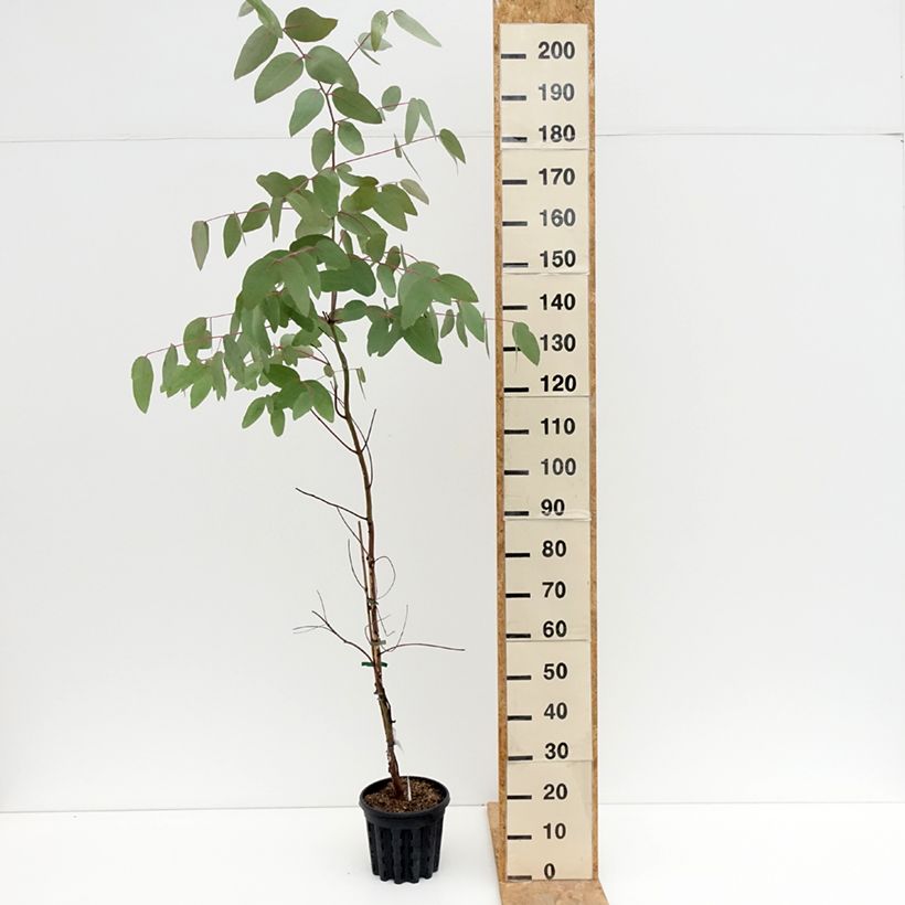 Esimerkki kesällä toimitetusta Hopeaeukalyptus - Eucalyptus nitens 4 litran/5 litran ruukku-taimesta