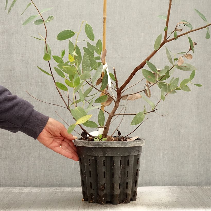 Esimerkki syksyllä toimitetusta Kiiltoeukalyptus - Eucalyptus nitida 4 litran/5 litran ruukku-taimesta