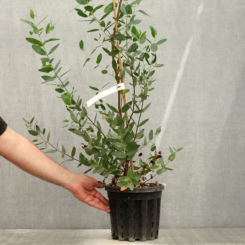Esimerkki kesällä toimitetusta Kiiltoeukalyptus - Eucalyptus nitida 4 litran/5 litran ruukku-taimesta