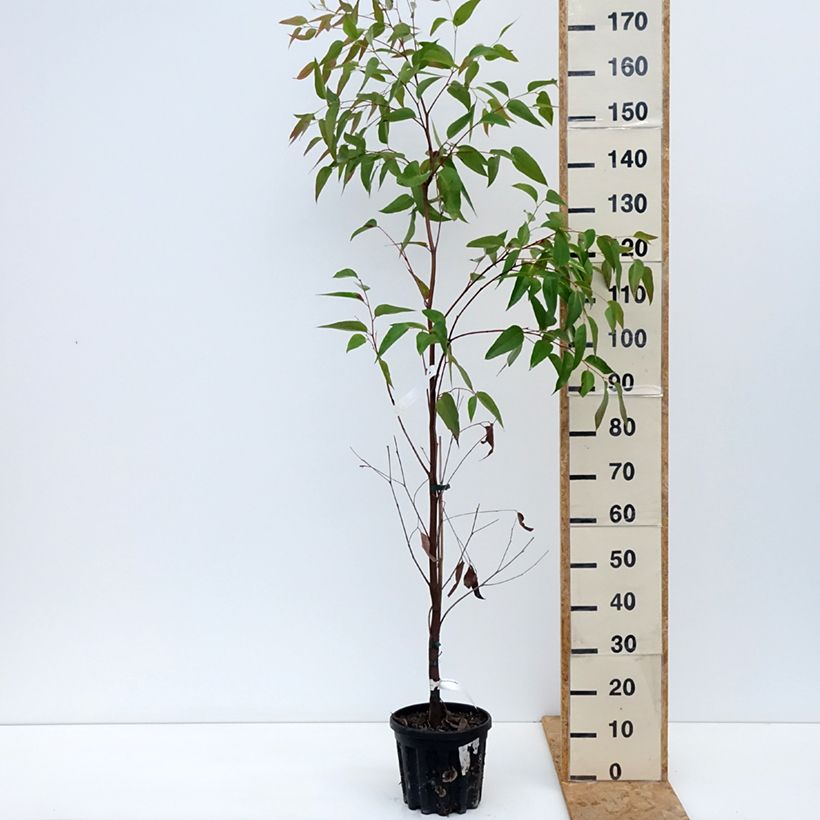 Esimerkki syksyllä toimitetusta Viiste-eukalyptus - Eucalyptus obliqua 4 litran/5 litran ruukku-taimesta