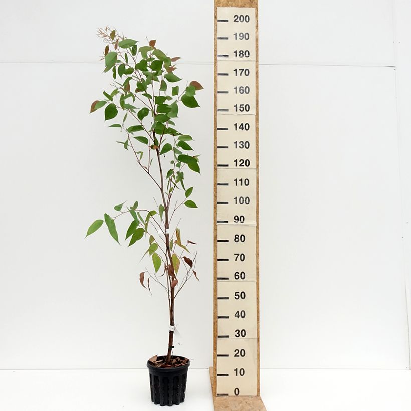 Esimerkki kesällä toimitetusta Viiste-eukalyptus - Eucalyptus obliqua 4 litran/5 litran ruukku-taimesta