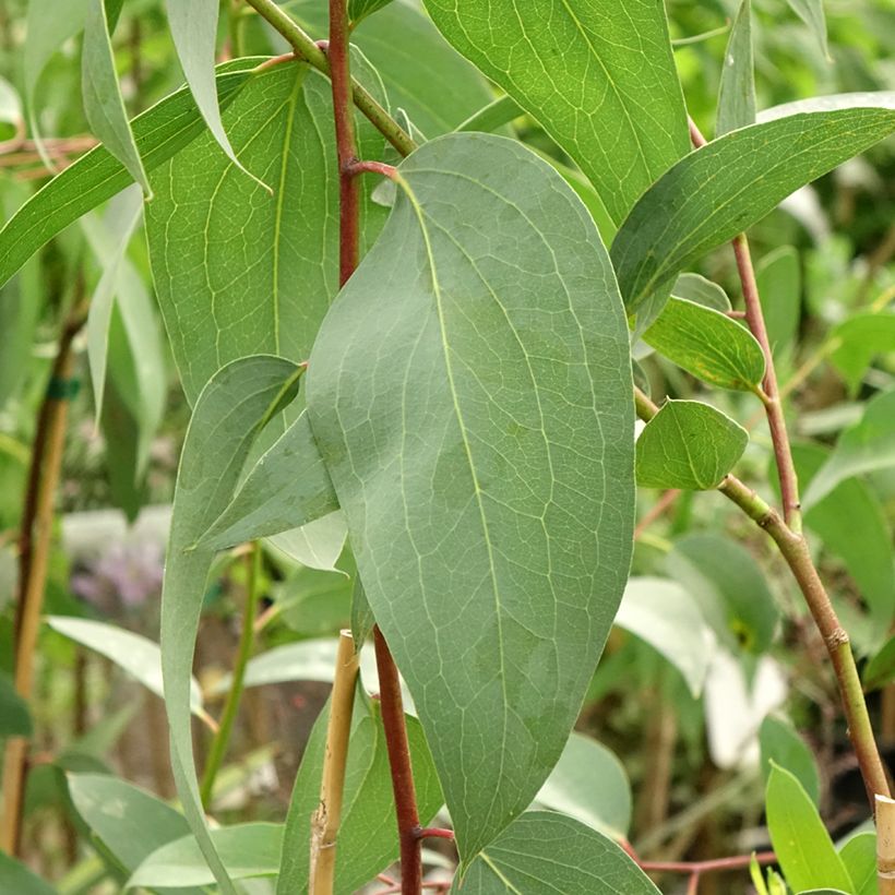Hopeaeukalyptus Adaminaby (Lehvistö)