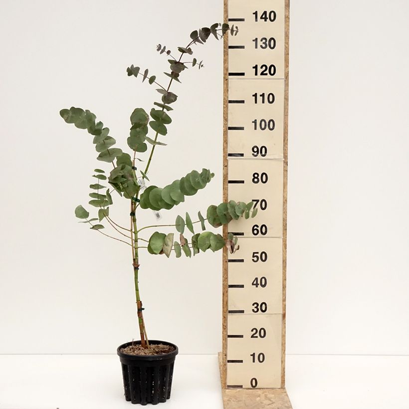 Esimerkki talvella toimitetusta Hopeaeukalyptus - Eucalyptus perriniana 4 litran/5 litran ruukku-taimesta