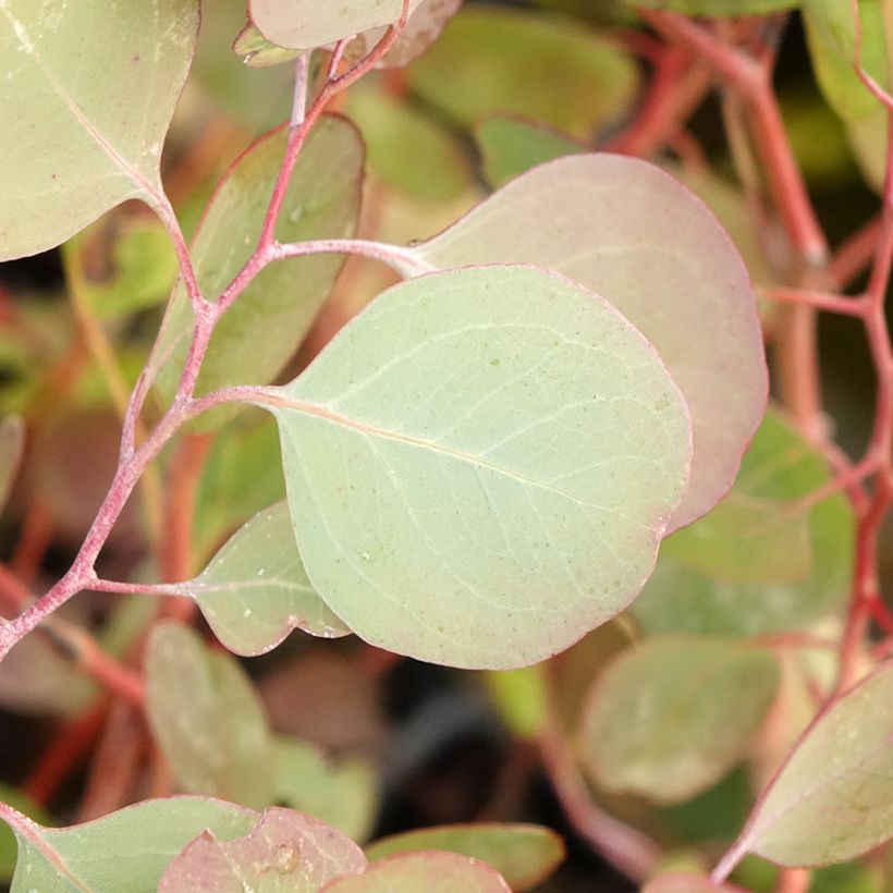 Pennieukalyptus - Eucalyptus polyanthemos (Lehvistö)