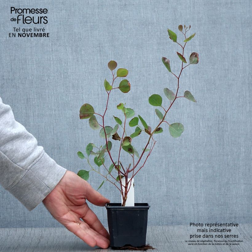 Esimerkki syksyllä toimitetusta Pennieukalyptus - Eucalyptus polyanthemos 8/9 cm taimiruukku-taimesta