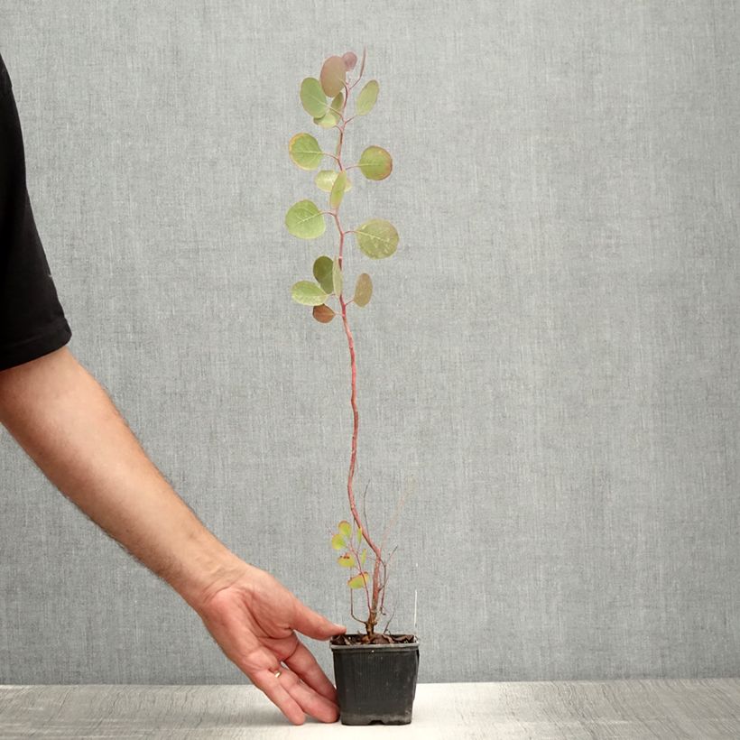 Esimerkki kesällä toimitetusta Pennieukalyptus - Eucalyptus polyanthemos 8/9 cm taimiruukku-taimesta