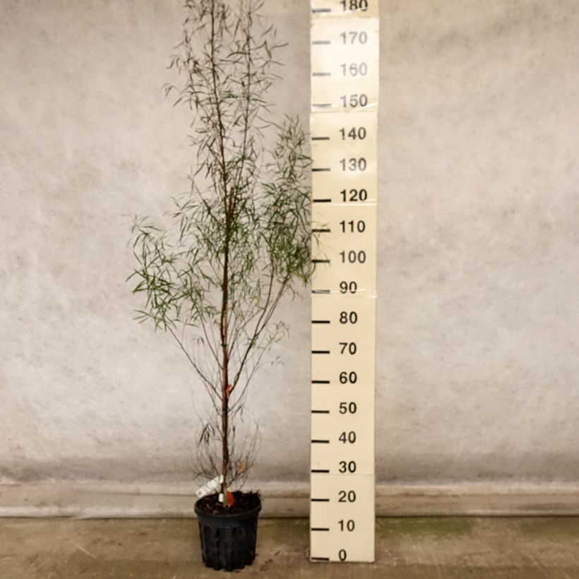 Esimerkki syksyllä toimitetusta Hopeaeukalyptus - Eucalyptus pulchella 4 litran/5 litran ruukku-taimesta