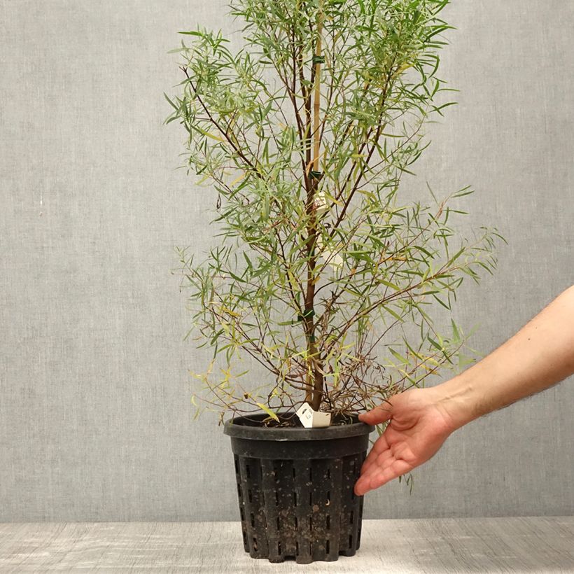 Esimerkki kesällä toimitetusta Hopeaeukalyptus - Eucalyptus pulchella 4 litran/5 litran ruukku-taimesta