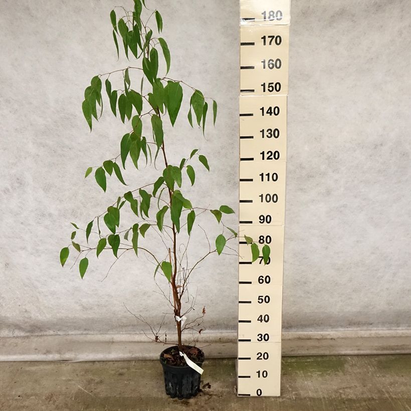 Esimerkki syksyllä toimitetusta Kuningaseukalyptus - Eucalyptus regnans 4 litran/5 litran ruukku-taimesta