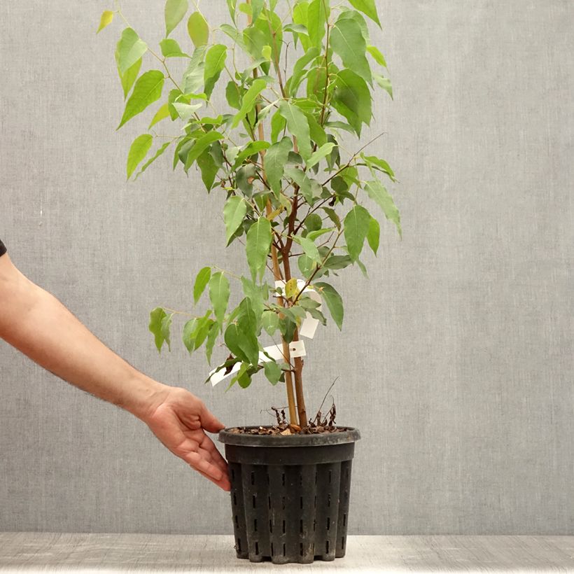 Esimerkki kesällä toimitetusta Kuningaseukalyptus - Eucalyptus regnans 4 litran/5 litran ruukku-taimesta