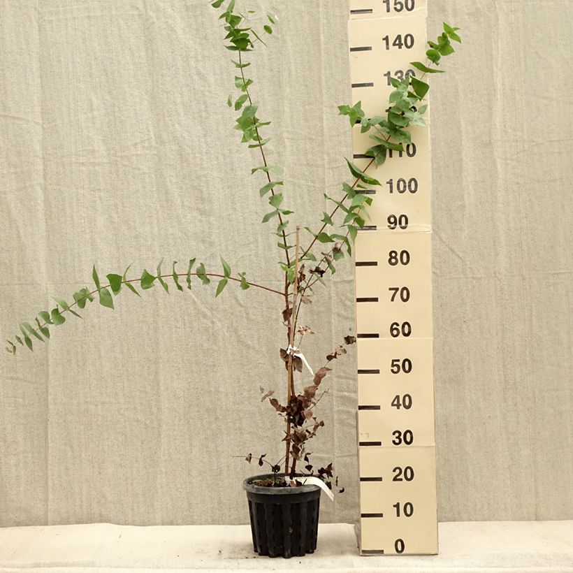 Esimerkki syksyllä toimitetusta Hopeaeukalyptus - Eucalyptus risdonii 4 litran/5 litran ruukku-taimesta