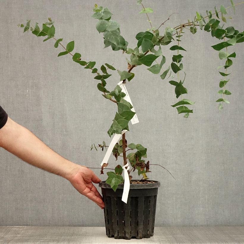Esimerkki kesällä toimitetusta Hopeaeukalyptus - Eucalyptus risdonii 4 litran/5 litran ruukku-taimesta