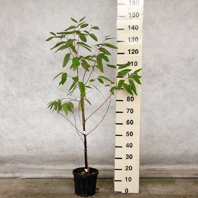 Esimerkki syksyllä toimitetusta Viimaeukalyptus - Eucalyptus robusta 4 litran/5 litran ruukku-taimesta