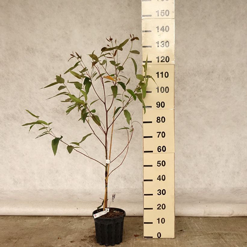 Esimerkki kesällä toimitetusta Viimaeukalyptus - Eucalyptus robusta 4 litran/5 litran ruukku-taimesta
