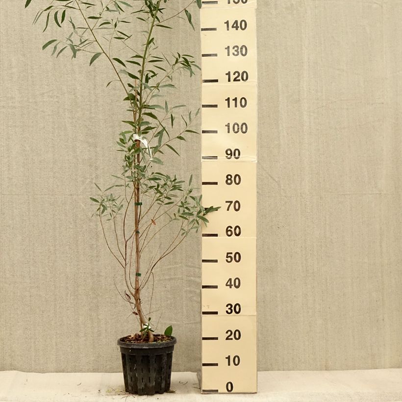 Esimerkki syksyllä toimitetusta Hopeaeukalyptus - Eucalyptus rodwayi 4 litran/5 litran ruukku-taimesta