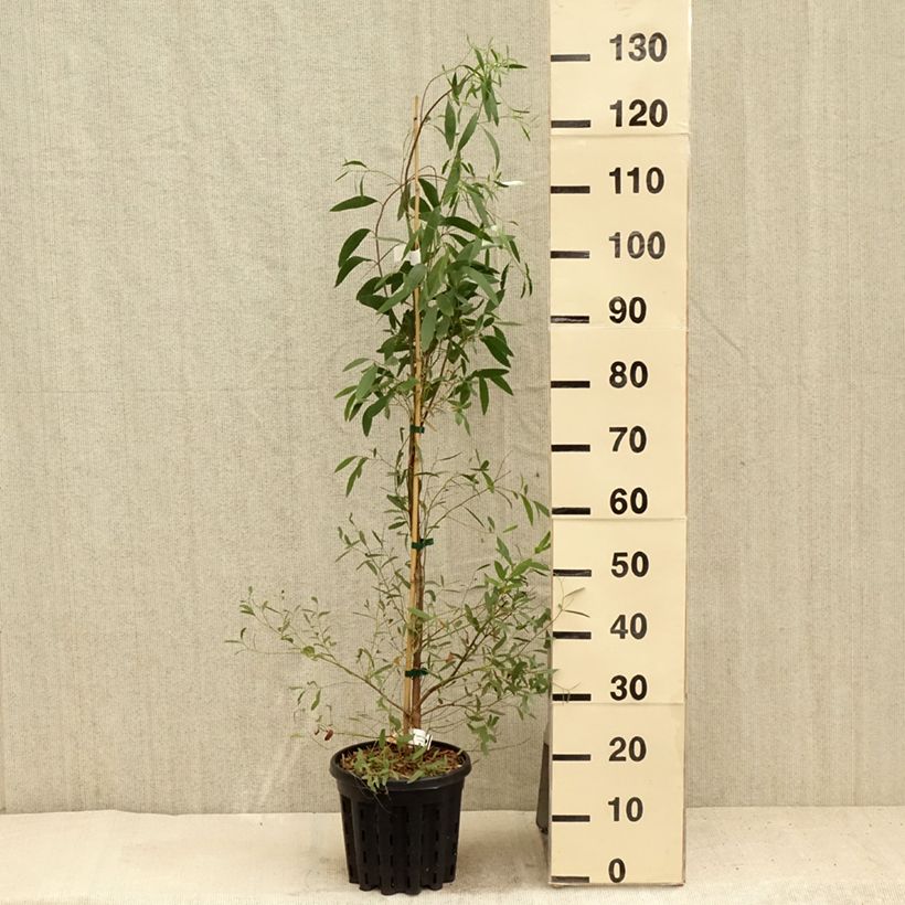 Esimerkki kesällä toimitetusta Hopeaeukalyptus - Eucalyptus rodwayi 4 litran/5 litran ruukku-taimesta