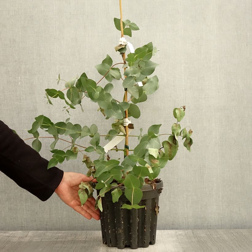 Esimerkki syksyllä toimitetusta Hopeaeukalyptus - Eucalyptus rubida 4 litran/5 litran ruukku-taimesta