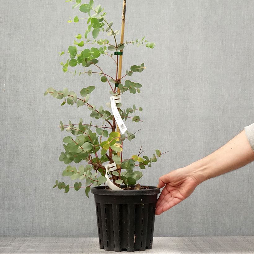 Esimerkki kesällä toimitetusta Hopeaeukalyptus - Eucalyptus rubida 4 litran/5 litran ruukku-taimesta