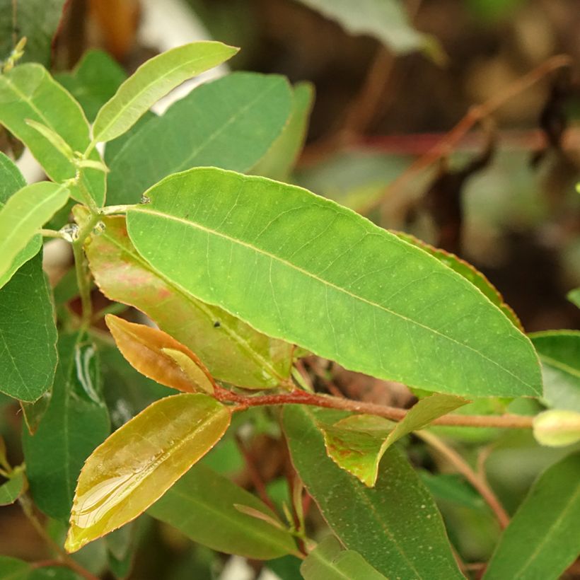 Sydneyneukalyptus - Eucalyptus saligna (Lehvistö)