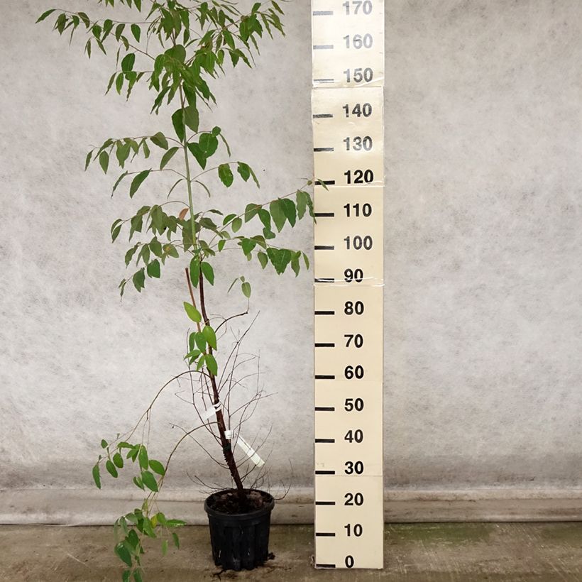 Esimerkki syksyllä toimitetusta Sydneyneukalyptus - Eucalyptus saligna 4 litran/5 litran ruukku-taimesta