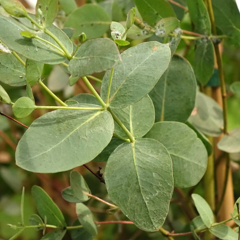 Hopeaeukalyptus - Eucalyptus saxatilis (Lehvistö)