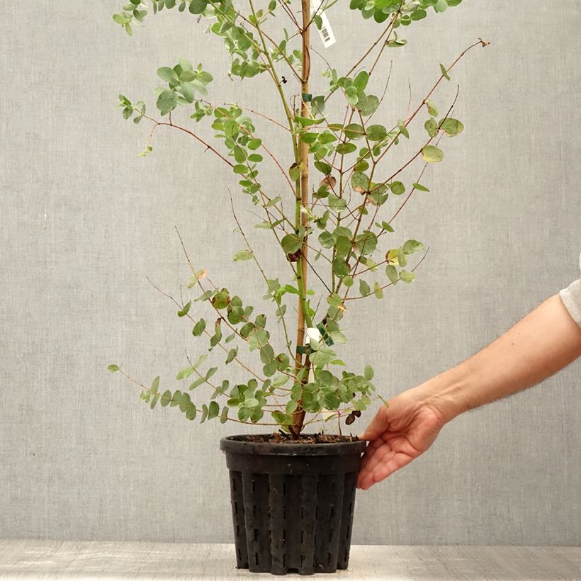 Esimerkki kesällä toimitetusta Hopeaeukalyptus - Eucalyptus saxatilis 4 litran/5 litran ruukku-taimesta