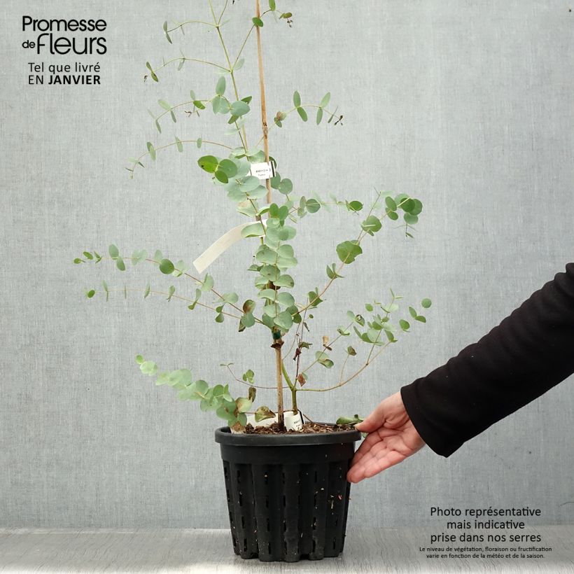 Esimerkki talvella toimitetusta Hopeaeukalyptus - Eucalyptus saxatilis 4 litran/5 litran ruukku-taimesta