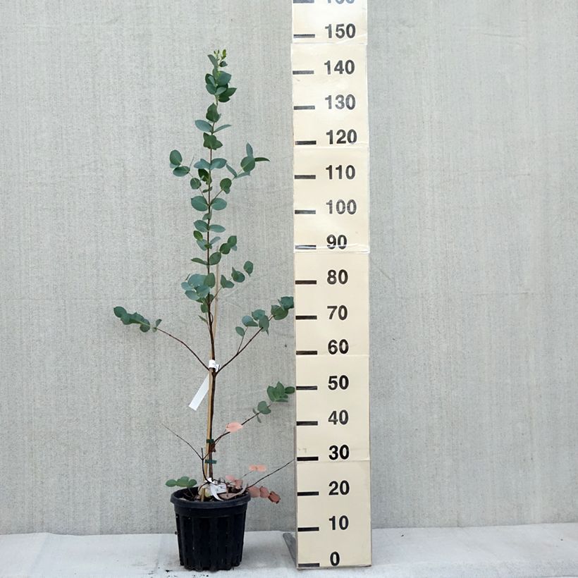 Esimerkki syksyllä toimitetusta Hopeaeukalyptus - Eucalyptus stellulata 3 litran/4 litran ruukku-taimesta