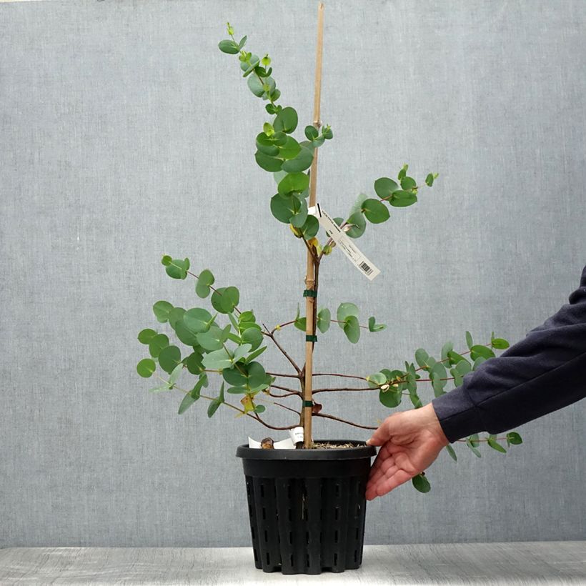 Esimerkki kesällä toimitetusta Hopeaeukalyptus - Eucalyptus stellulata Pot de 3L/4L-taimesta
