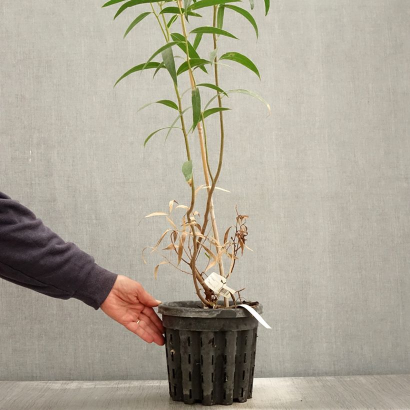 Esimerkki syksyllä toimitetusta Hopeaeukalyptus - Eucalyptus stricta 4 litran/5 litran ruukku-taimesta