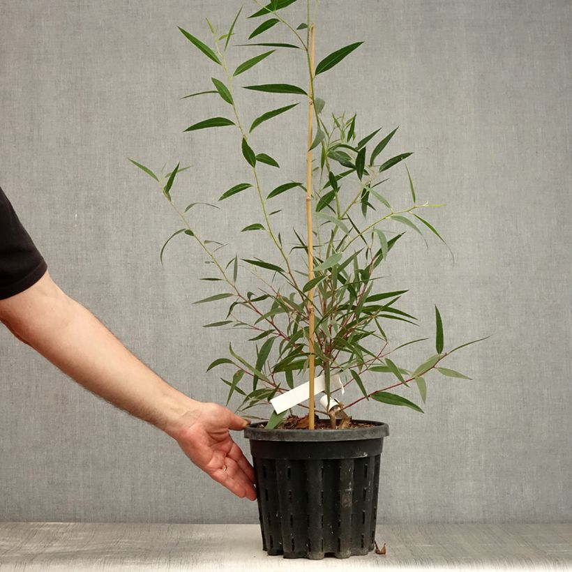 Esimerkki kesällä toimitetusta Hopeaeukalyptus - Eucalyptus stricta 4 litran/5 litran ruukku-taimesta